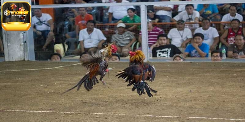 Đá gà cựa dao là gì?