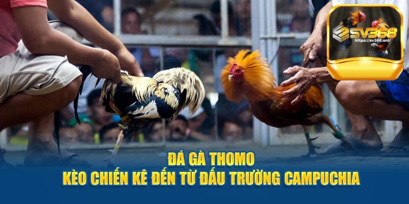 Đá gà thomo