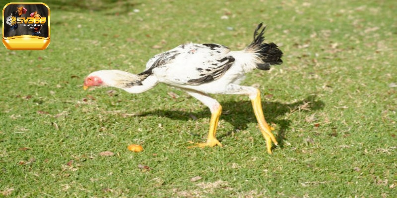 Nguồn gốc của gà Shamo